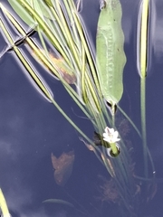 Aponogeton distachyos, photograph author not stated, no rights reserved