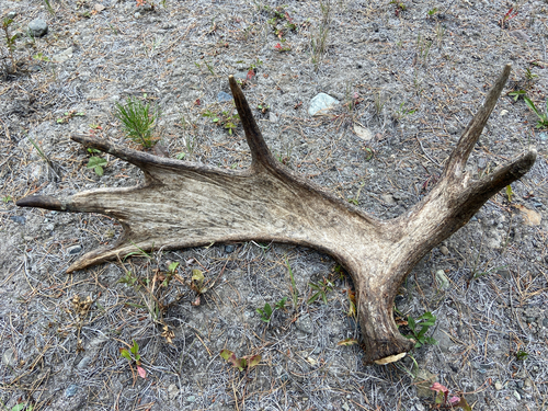 Moose