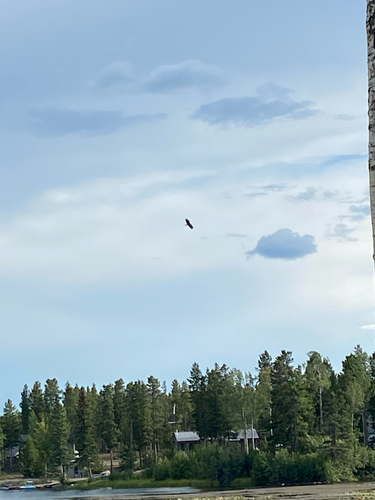 Bald Eagle