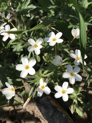 Leptosiphon parviflorus