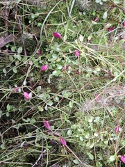 Lobelia angulata, photograph author not stated, no rights reserved
