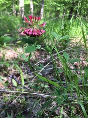 Trifolium reflexum