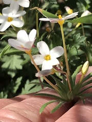 Leptosiphon parviflorus