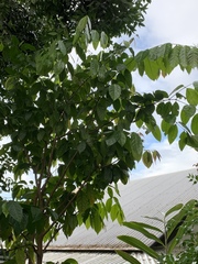 Phaleria clerodendron