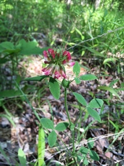 Trifolium reflexum