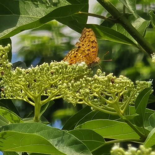 Phalanta phalantha