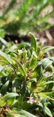 Collomia linearis, photograph author not stated, no rights reserved