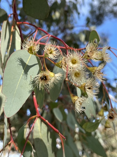 Eucalyptus caleyi observed 2026-08-16
