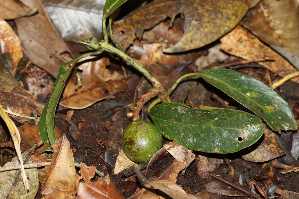 Beilschmiedia lucidula (Beilschmiedia lucidula)