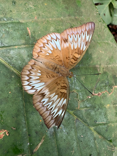 Euthalia monina