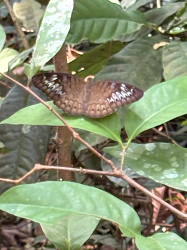 Tanaecia pelea