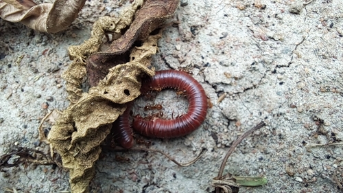 Rusty Millipede
