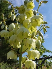 Yucca necopina