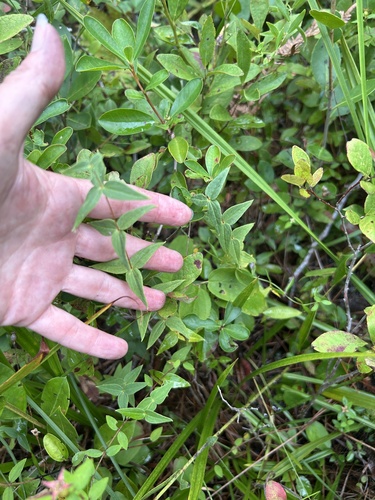 Lysimachia asperulifolia, photograph 2