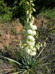 Yucca necopina