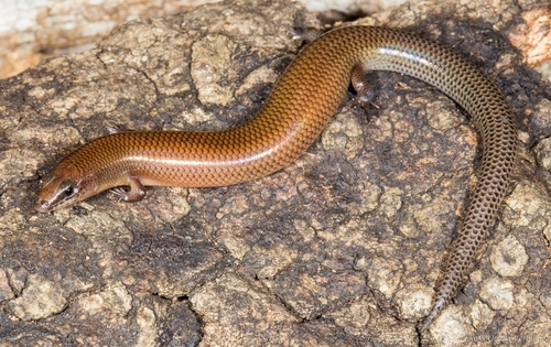 Sundevall's Writhing Skink