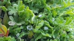 Nemophila spatulata