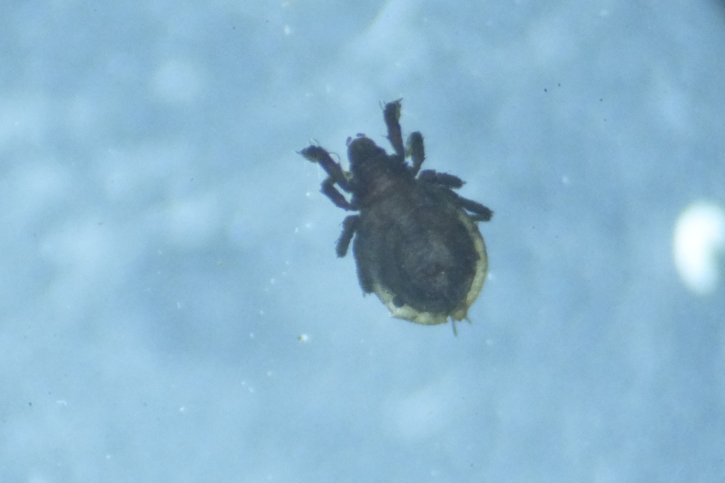 Platyliodes macroprionus