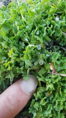 Nemophila spatulata