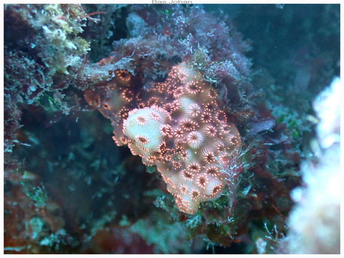 Pavona maldivensis observed 2026-08-14