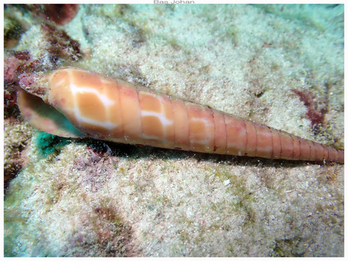 Terebra dimidiata observed 2026-08-14