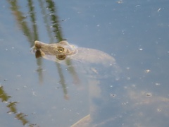 Apalone spinifera emoryi