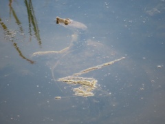 Apalone spinifera emoryi