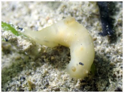 Gymnodoris citrina observed 2026-08-14