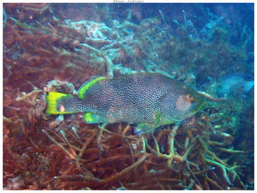 Epinephelus cyanopodus observed 2026-08-14