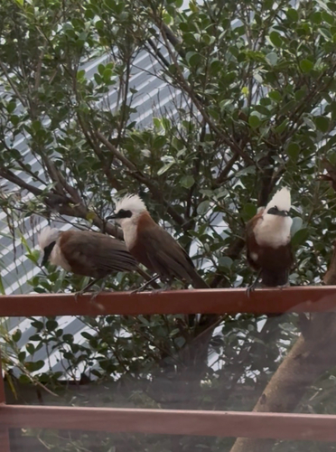 White-crested Laughingthrush