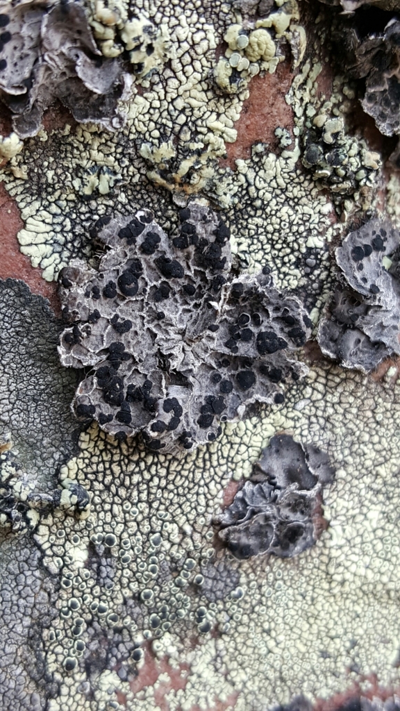 Blushing Rock Tripe (Denver-Boulder Metro Area: Fungi, Lichen, Algae ...