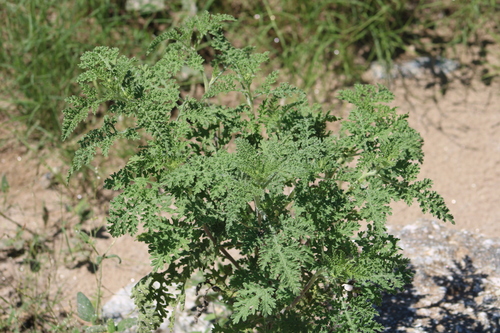 Ragged Marsh-Elder