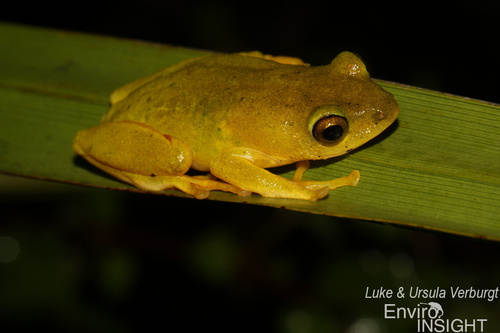 Tinker Reed Frog