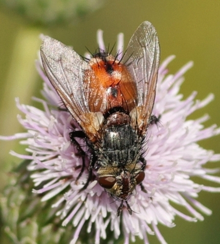 Peleteria rubescens
