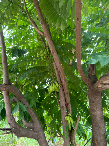 Bilimbi