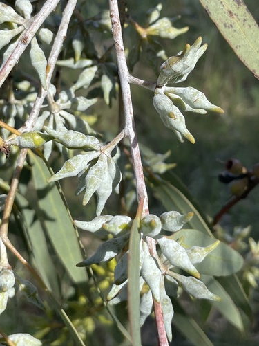 Summer Red Mallee