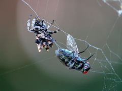 Gasteracantha sacerdotalis