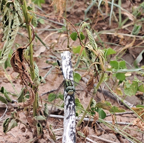 Slender Skimmer