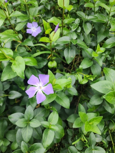 greater periwinkle