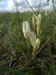 Astragalus ucrainicus