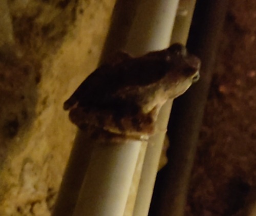 Italian Stream Frog