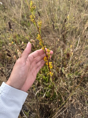 Solidago spathulata, photograph 4