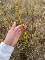 Solidago spathulata, photograph (c) Nicholas Wei, some rights reserved (CC BY-SA)