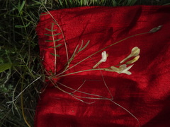 Astragalus ucrainicus