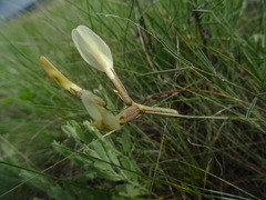 Astragalus ucrainicus