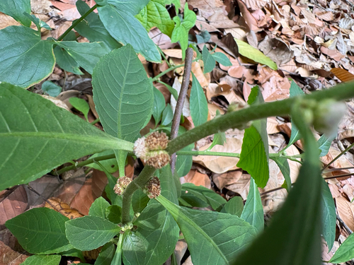 Struchium sparganophorum observed 2026-08-24