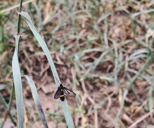 Psichotoe duvaucelii