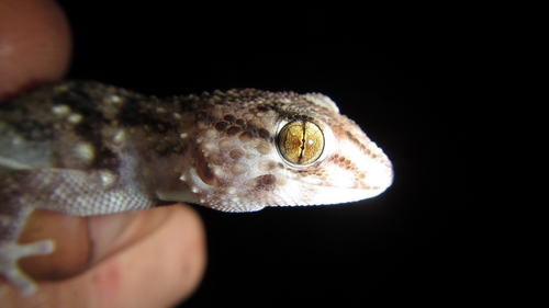 Turner's Thick-toed Gecko