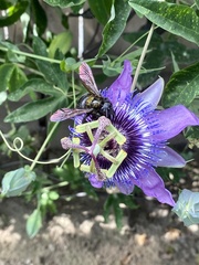 Xylocopa sonorina