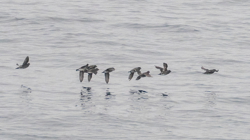 Whiskered Auklet
